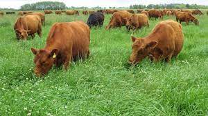 ¿Las pasturas realmente permiten mitigar el impacto de la ganadería?